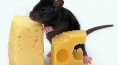 Czy możliwe jest danie szczurów mleko, sera i innych produktów mlecznych